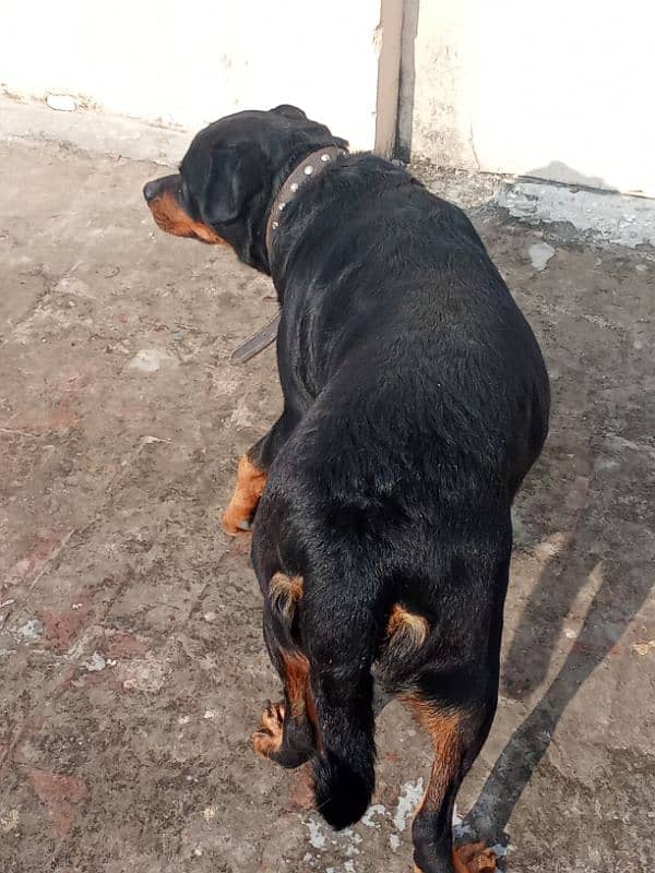 Rottweiler Female Adult 03034864656 6