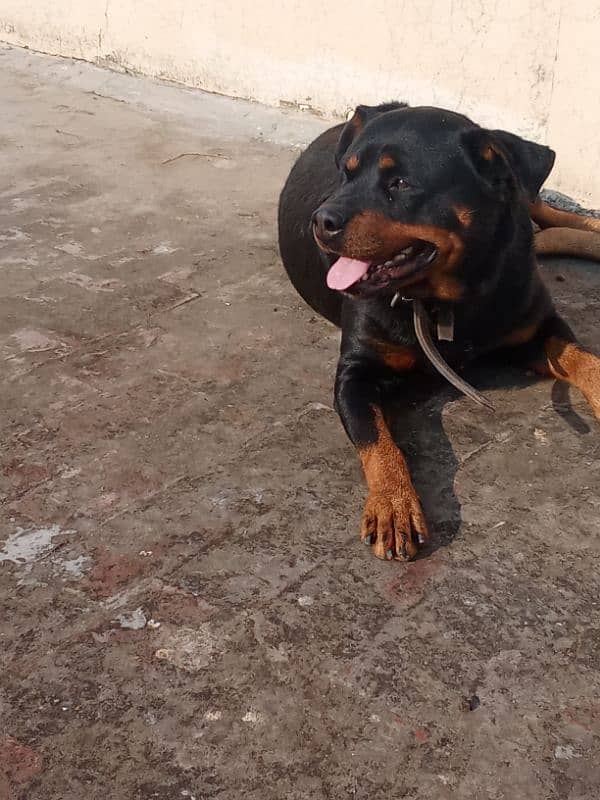 Rottweiler Female Adult 03034864656 7