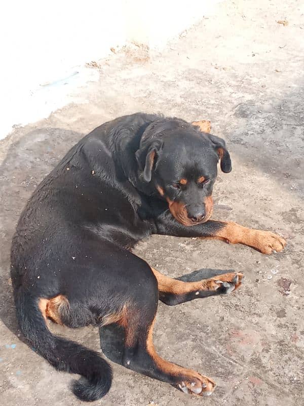 Rottweiler Female Adult 03034864656 8