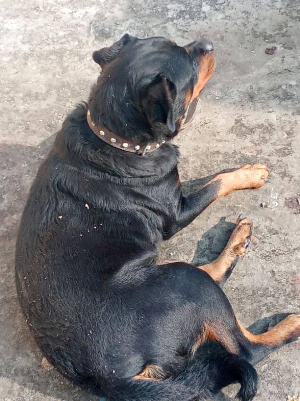 Rottweiler Female Adult 03034864656 9