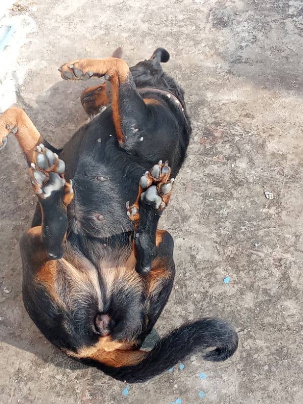 Rottweiler Female Adult 03034864656 10