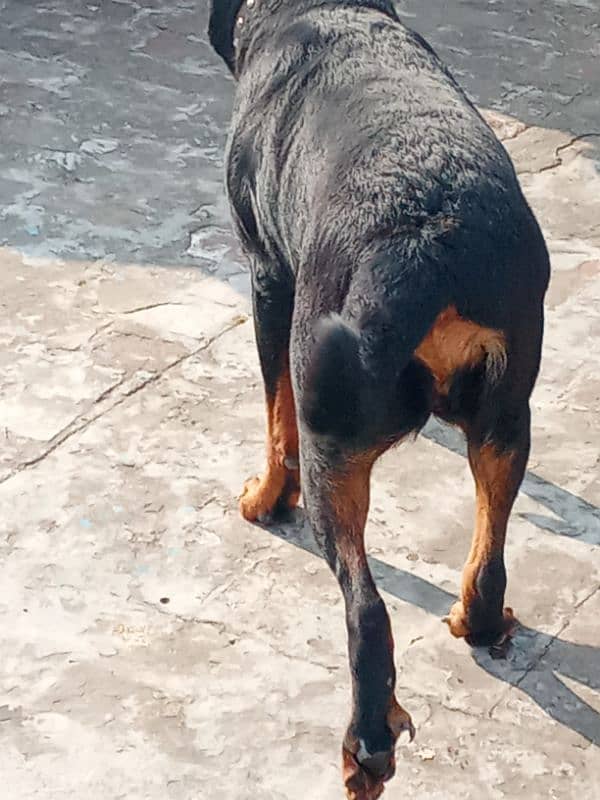 Rottweiler Female Adult 03034864656 11