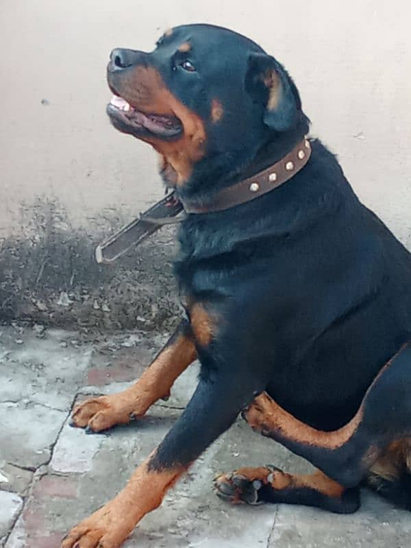 Rottweiler Female Adult 03034864656 12