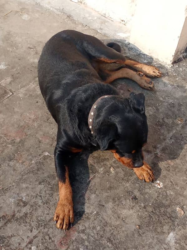 Rottweiler Female Adult 03034864656 13