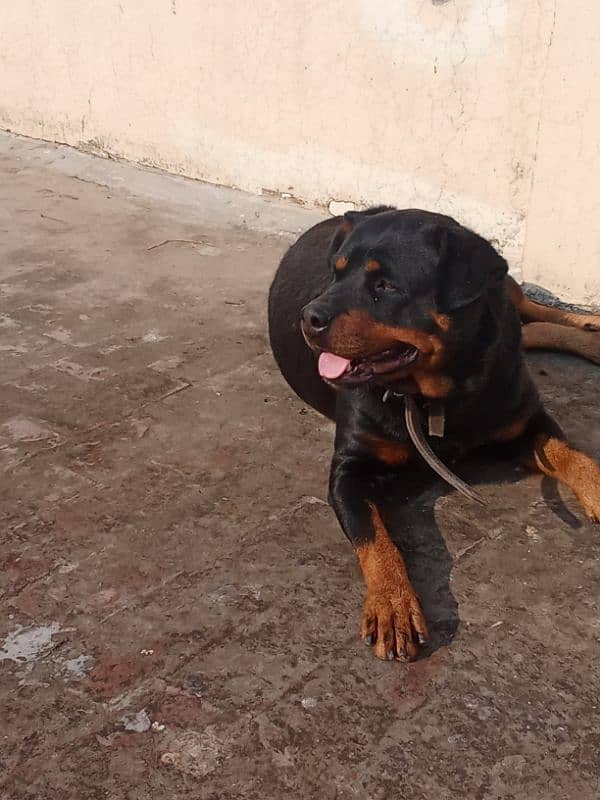 Rottweiler Female Adult 03034864656 14