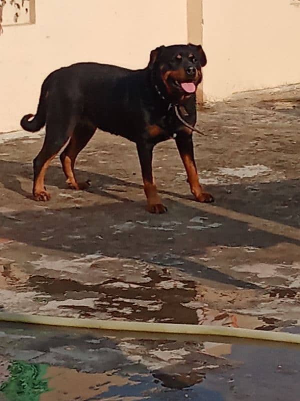 Rottweiler Female Adult 03034864656 15