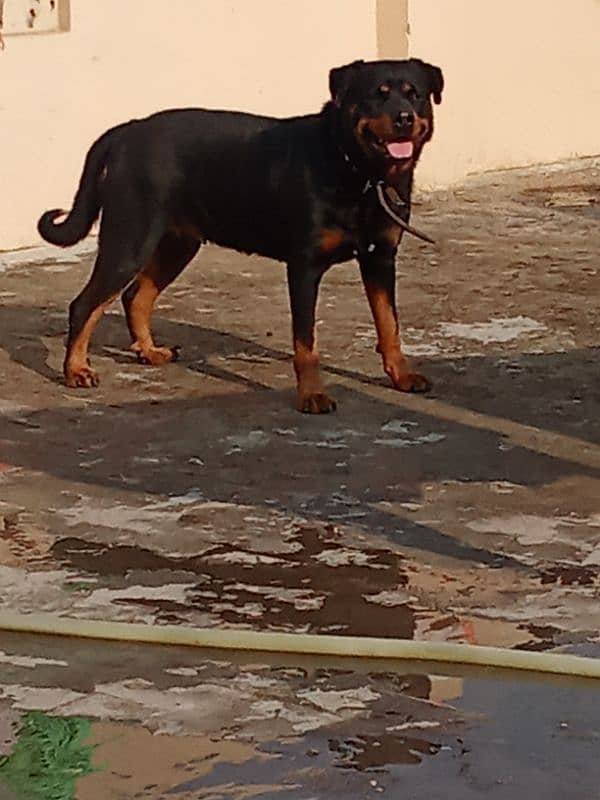 Rottweiler Female Adult 03034864656 16