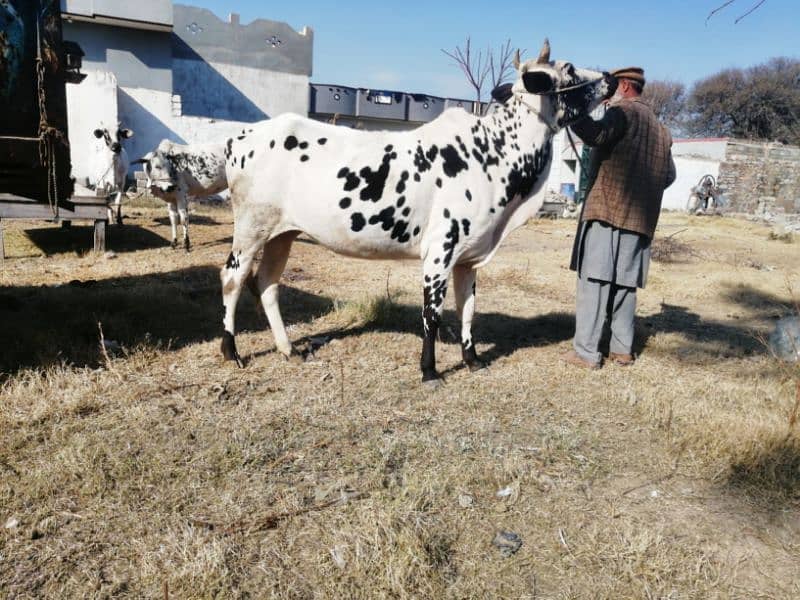 Pure Desi Cow for sell whatsapp /03438022007 0