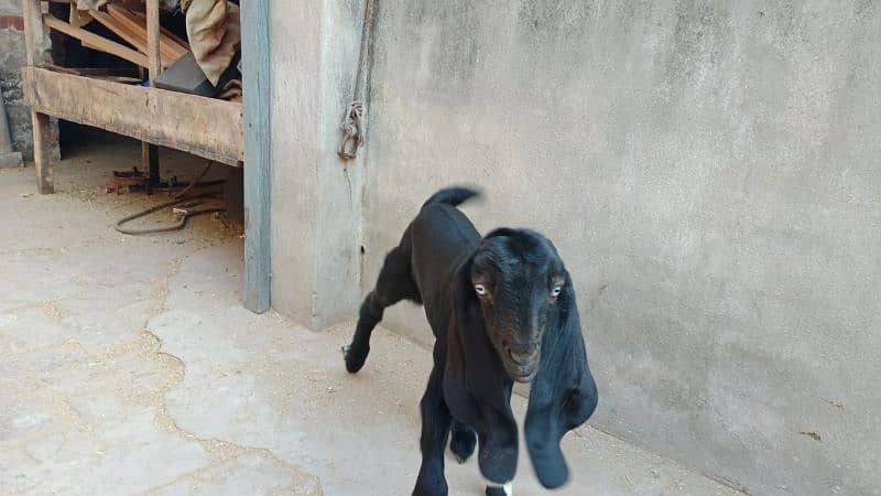 bakri with baby female 2