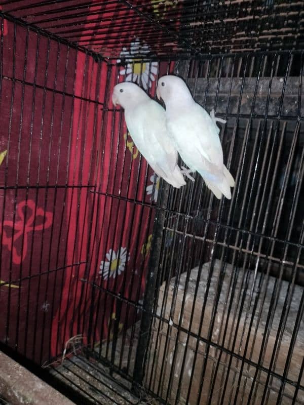 albino split red eye breeder pairs with fertile eggs 0