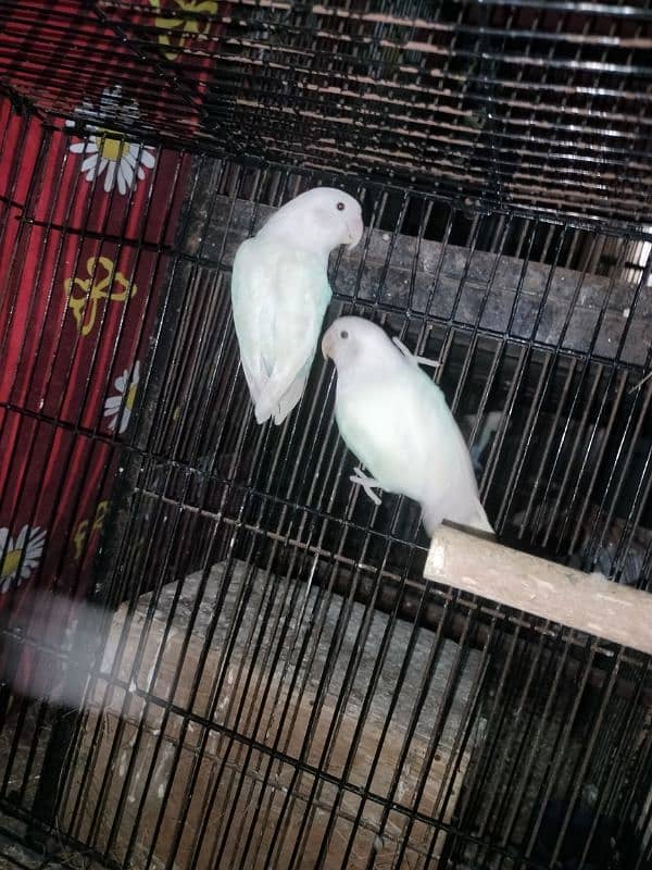 albino split red eye breeder pairs with fertile eggs 2