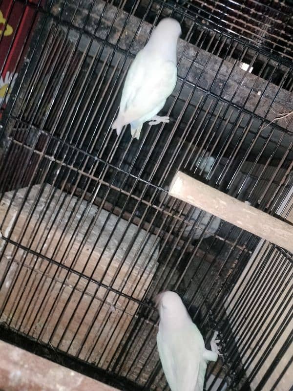 albino split red eye breeder pairs with fertile eggs 3