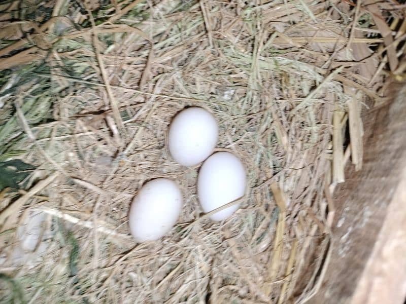 albino split red eye breeder pairs with fertile eggs 5