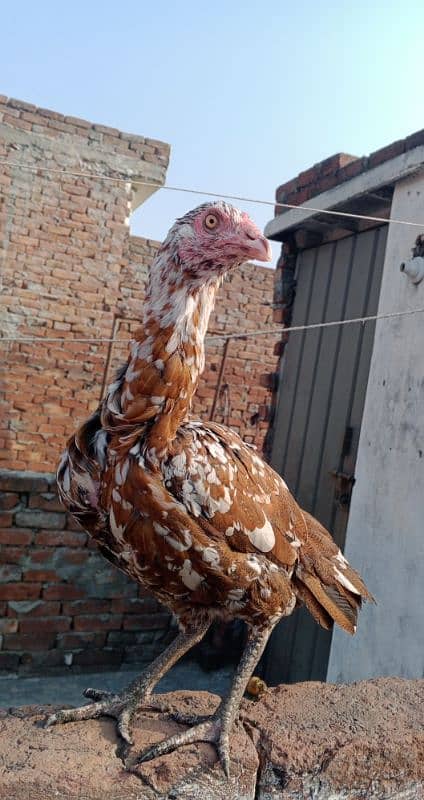 Aseel shamo breed female for sale 1