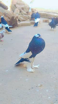 fancy pigeons