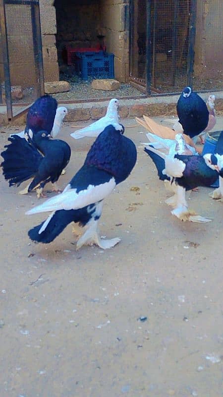 fancy pigeons 1