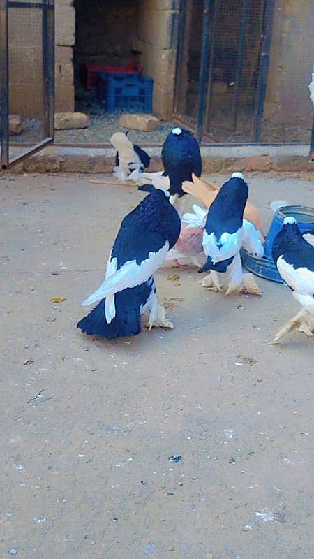 fancy pigeons 2