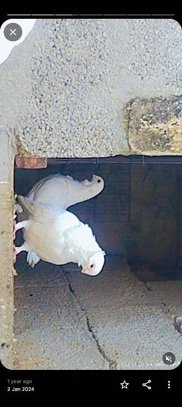 fancy pigeons 3