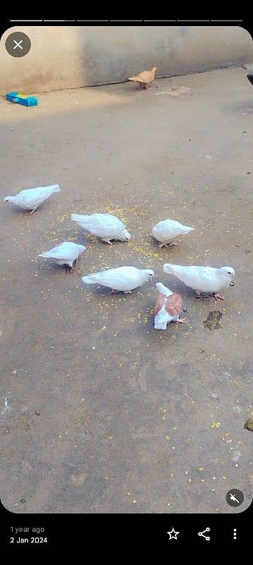 fancy pigeons 4