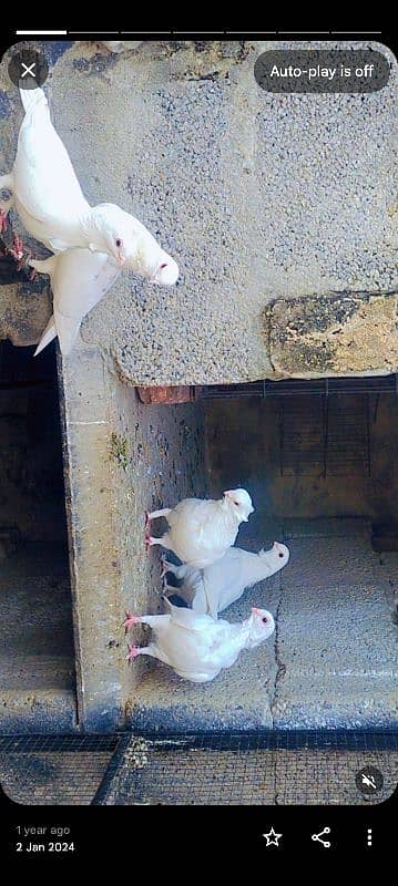 fancy pigeons 5