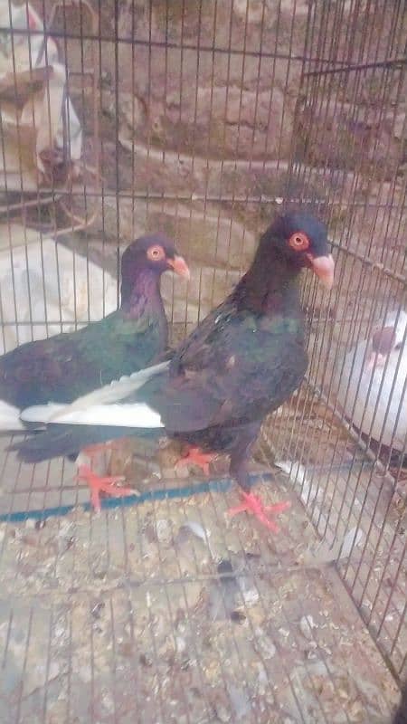 fancy pigeons 6