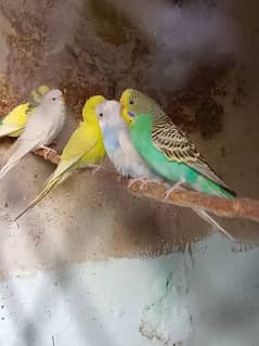 Breeder pairs Australian parrots for sale