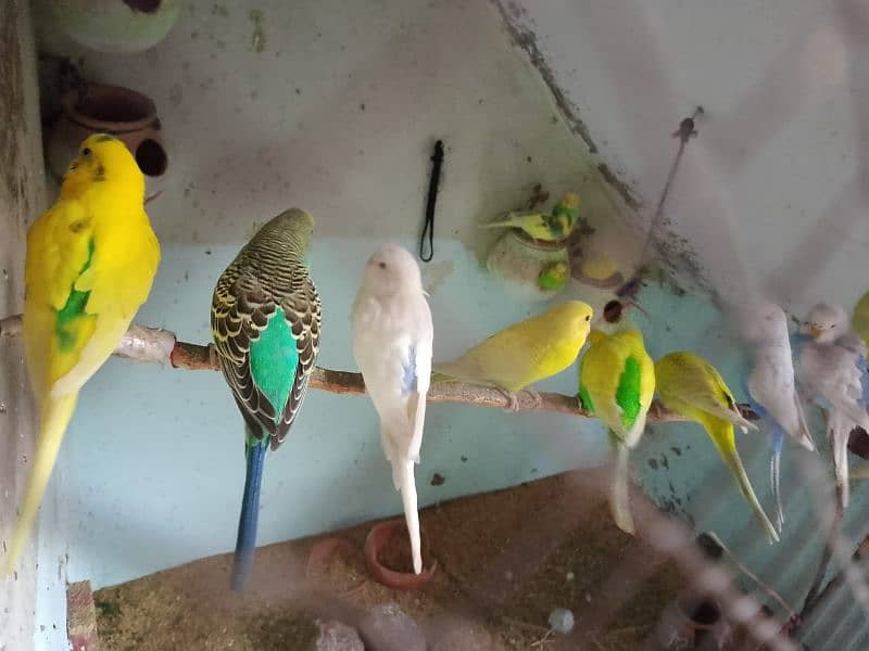 Breeder pairs Australian parrots for sale 1