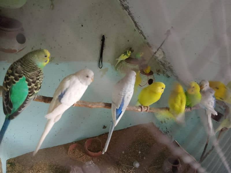 Breeder pairs Australian parrots for sale 2