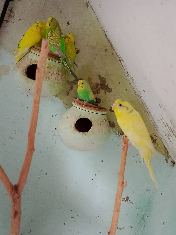 Breeder pairs Australian parrots for sale 3