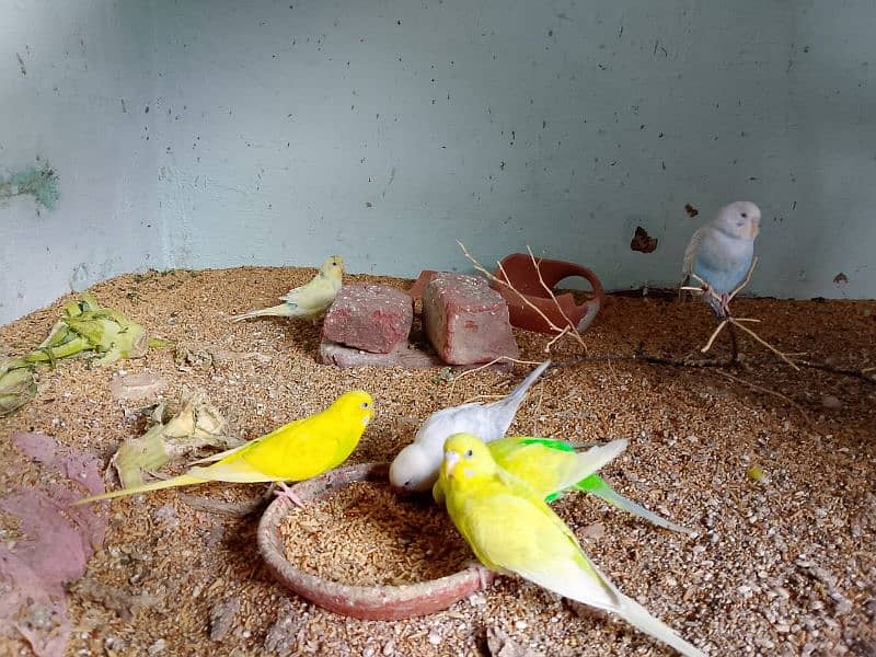 Breeder pairs Australian parrots for sale 4