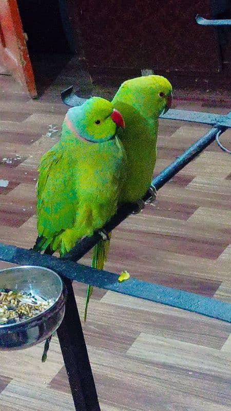 Ringneck pair full active n healthy talkative pair 0