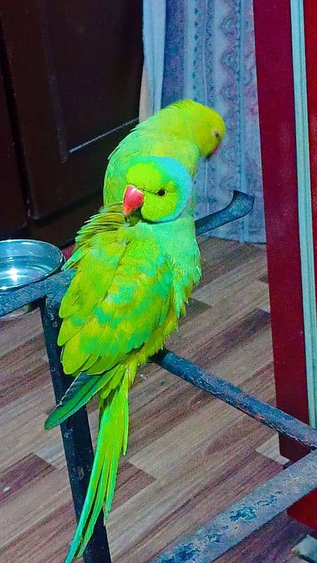 Ringneck pair full active n healthy talkative pair 1