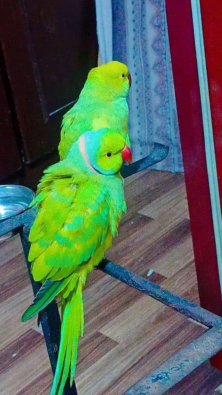 Ringneck pair full active n healthy talkative pair 2