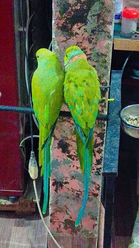 Ringneck pair full active n healthy talkative pair 3