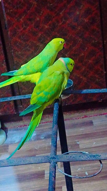 Ringneck pair full active n healthy talkative pair 4