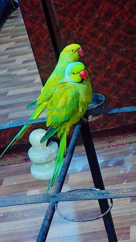 Ringneck pair full active n healthy talkative pair 5