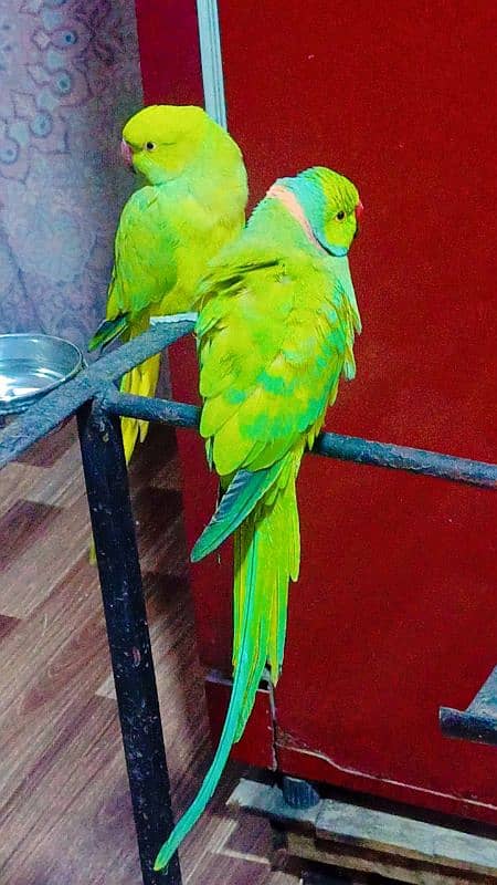 Ringneck pair full active n healthy talkative pair 6