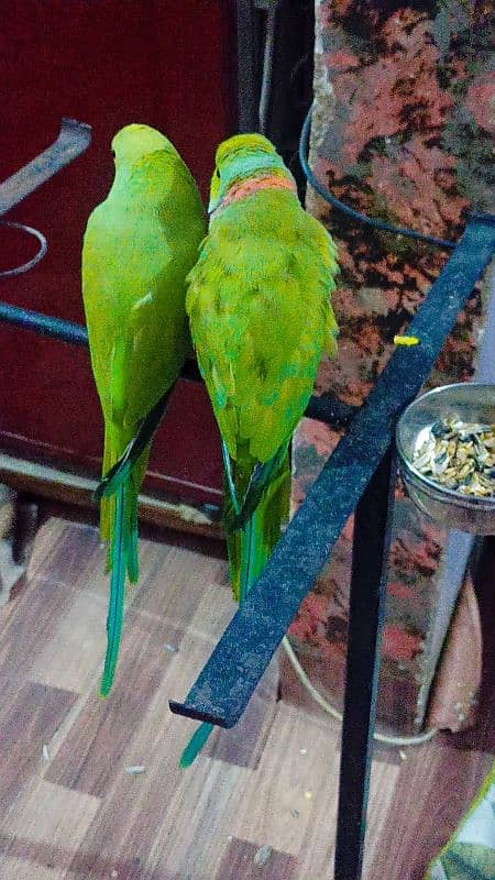 Ringneck pair full active n healthy talkative pair 8