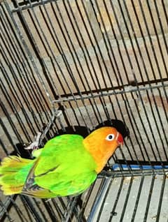 Love Birds Breeder Male and Female for sale