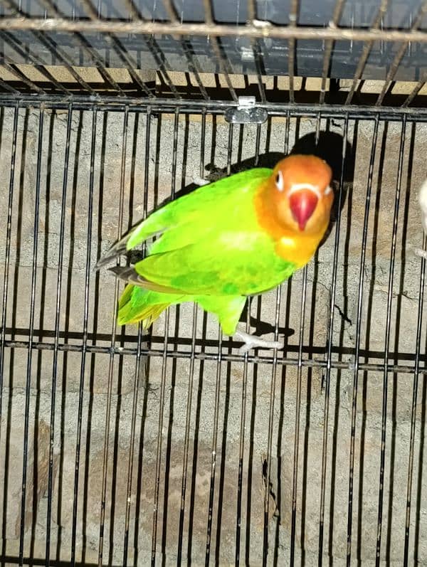 Love Birds Breeder Male and Female for sale 1