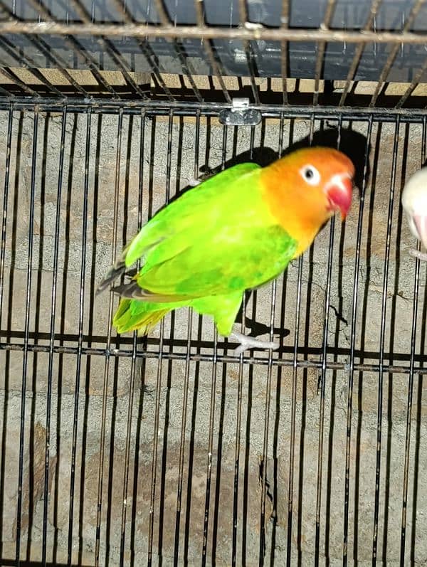 Love Birds Breeder Male and Female for sale 2