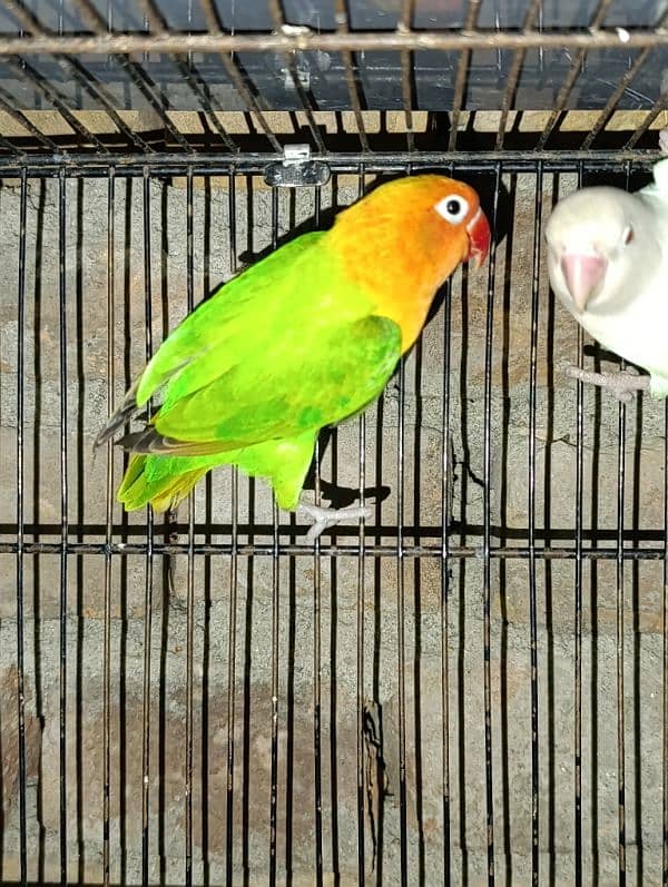 Love Birds Breeder Male and Female for sale 3