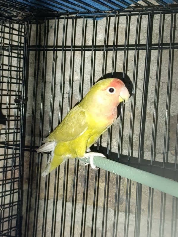 Love Birds Breeder Male and Female for sale 4