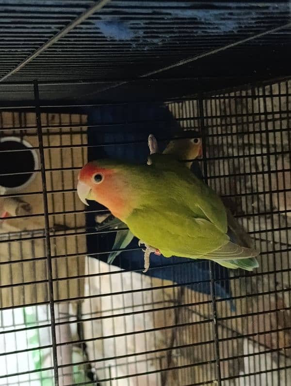 Love Birds Breeder Male and Female for sale 5