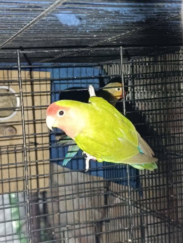 Love Birds Breeder Male and Female for sale 6