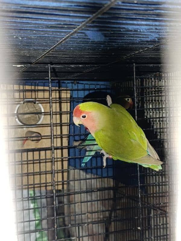 Love Birds Breeder Male and Female for sale 7