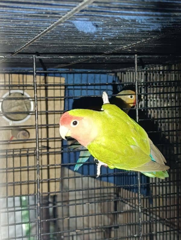 Love Birds Breeder Male and Female for sale 8