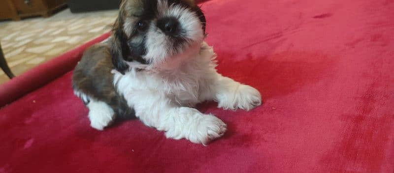 shitzu puppies for sale 0