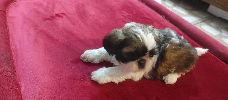 shitzu puppies for sale 1