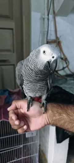 African Gray Male With DNA 5 Years